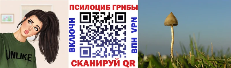 Галлюциногенные грибы Psilocybine cubensis  Александровское 